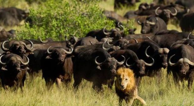 Il leone re della foresta calpestato e ucciso da una mandria di bufali -GUARDA