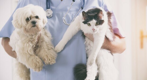 Farmaci a uso umano per curare gli animali, firmato il decreto: risparmio fino al 90%
