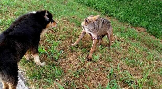 Lupo, c'è un nuovo avvistamento: è arrivato vicino a una casa e ha attaccato un cane