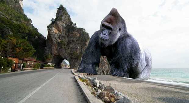 Il Cilento conquista King Kong, il gorilla approda a Camerota