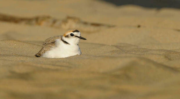 Il raro uccello fratino nidifica tra le dune delle spiagge di Pisa