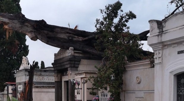 Il vento abbatte gli alberi al cimitero di Torre del Greco: tronchi su nicchie e monumenti