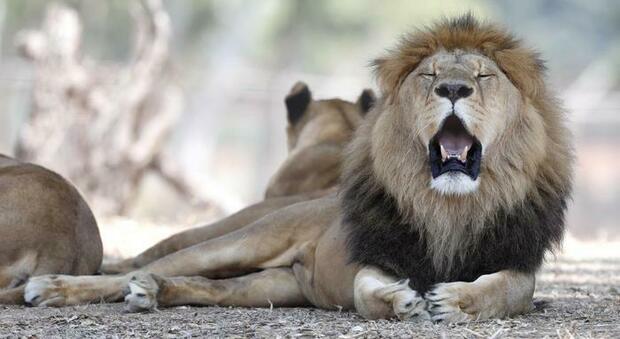 Sos leone africano, allarme del Wwf: in 100 anni popolazione crollata del 100%