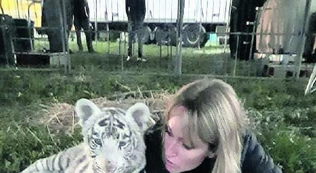 Adottano una tigre bianca per salvarla da morte certa