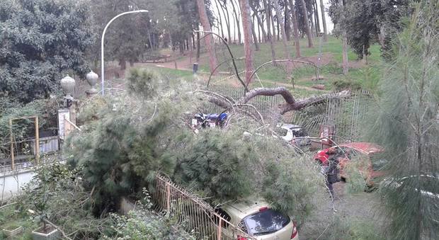 Albero si abbatte sulla strada. Tragedia sfiorata al parco Bolivar di Montesacro. Auto distrutte e paura tra i passanti