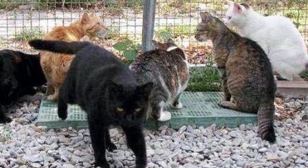 Sfrattato il gattile: i mici saranno ospitati dalla casa di riposo Fenzi