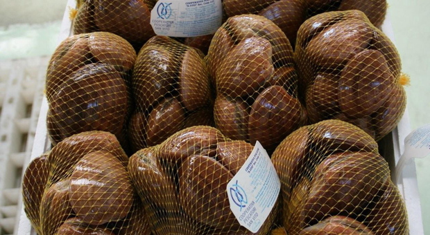 Sequestrati 33 chili di molluschi al Mercato di Grado, multe a due pescherecci