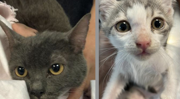 Le foto di tutti i 29 gatti recuperati nell'appartamento al Tuscolano