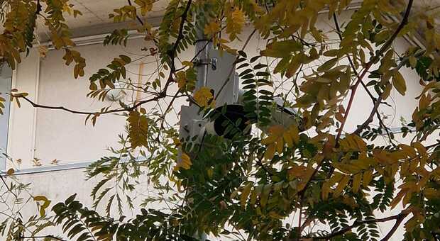 Paradosso sicurezza a San Benedetto, al parco le telecamere ci sono ma sono coperte dai rami degli alberi