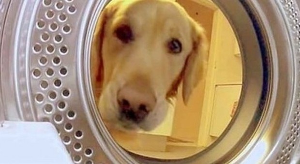 Il cane apre la lavatrice e fa il bucato, le immagini diventano virali