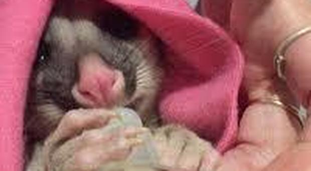 Australia: cucciolo di vombatide salvato dal marsupio della mamma morta