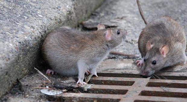 Creati topi con supervista: vedono anche al buio. Allo studio sperimentazione sull'uomo