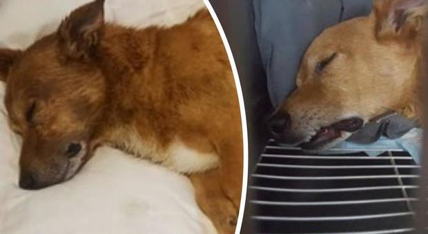 Lucky, il cane ucciso e gettato nell'immondizia. Pensionato condannato a otto anni di carcere: «Abusi anche sulla famiglia»