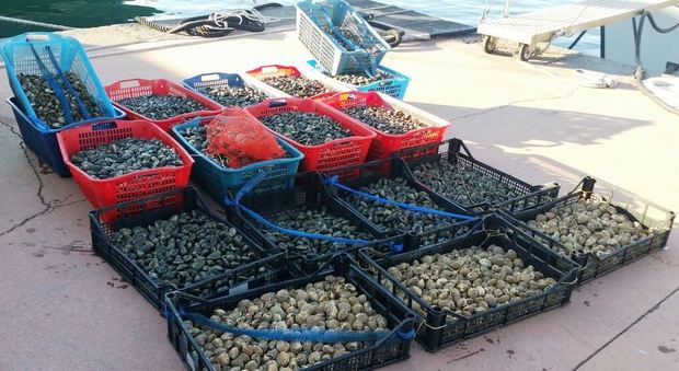 Sequestrati 300 chili di frutti di mare in cattivo stato di conservazione