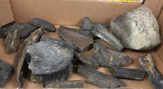 Inghilterra, preziosi fossili nel trolley donato da anonima a ospedale per bambini: hanno 100 milioni di anni