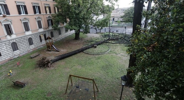 Roma, un albero di venti metri cade vicino alla stazione Termini