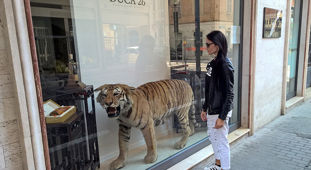 La tigre esposta in vetrina