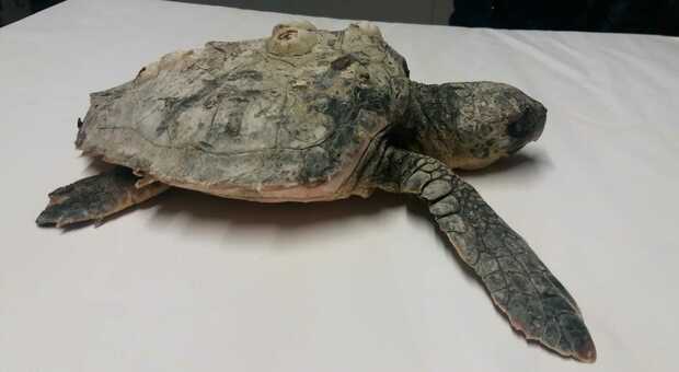 Numerosi casi di spiaggimenti di tartarughe negli ultimi giorni sulle coste marchigiane