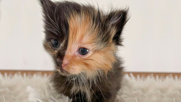 Una gattina ha la faccia divisa simmetricamente in due colori