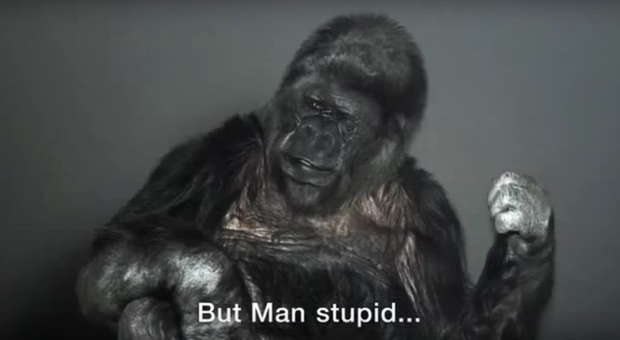 Morta Koko, la gorilla che parlava la lingua dei segni commuovendo il web