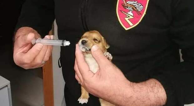 Uno dei cuccioli allattato dal carabiniere (immag pubbl da Carabinieri su Fb)