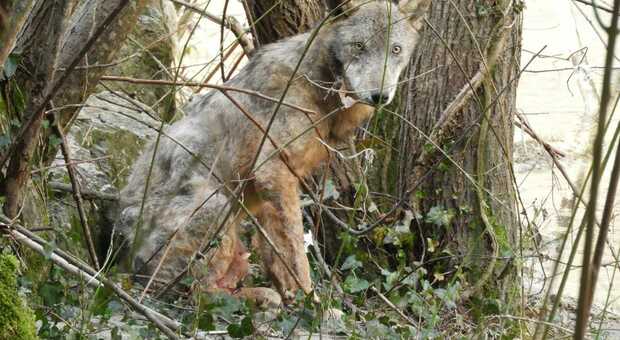 Il lupo ritrovato sulla statale Ofantina