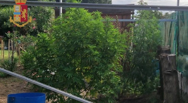 Spaccio di droga a Pompei, denunciato giovane con tre piante di canapa indiana nel giardino