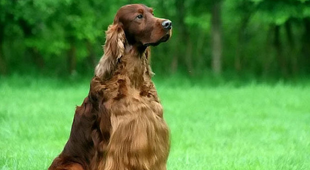 Belgio, cane muore avvelenato: giallo alla mostra canina più importante del mondo