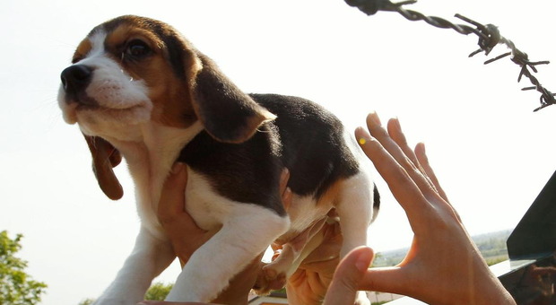 La polizia salva un cucciolo di Beagle in mezzo al traffico