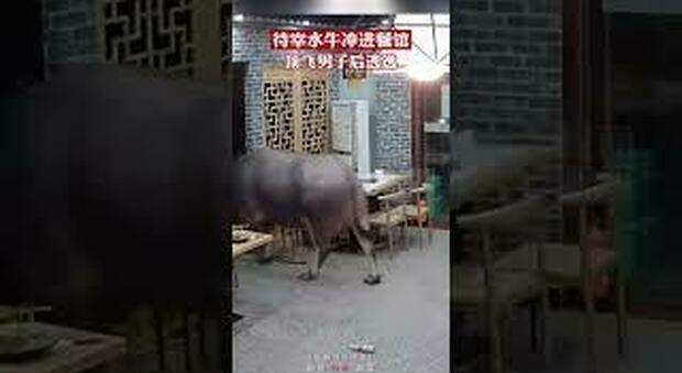 Un bufalo irrompe in un ristorante e fa saltare in aria l'imprenditore - VIDEO