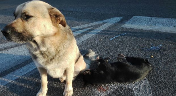 cane veglia per ore l'amico morto investito sulla Tuscolana: le foto strazianti