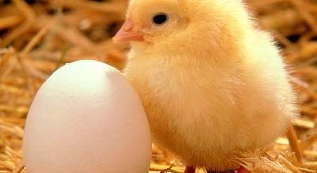 Incredibile al supermercato: ragazzino compra un uovo, lo cova e nasce un pulcino