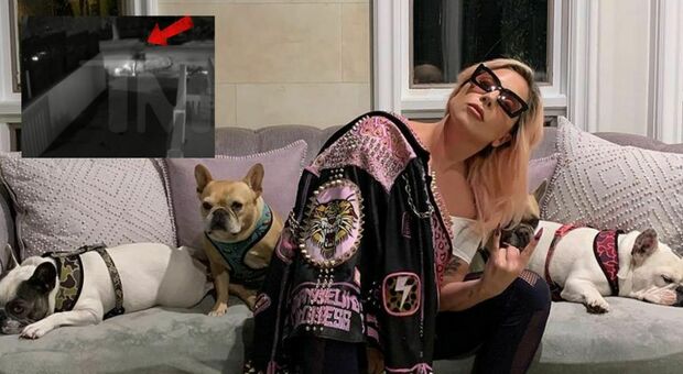 Lady Gaga, sparano al dog sitter e rapiscono i cani: «Possono costare fino a 3.000 dollari»