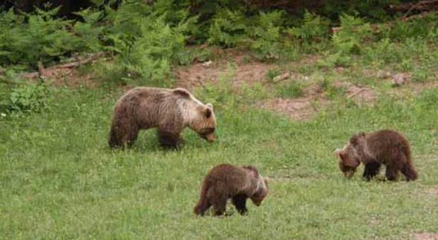 In Trentino tornano gli orsi: scoperte sette nuove cucciolate