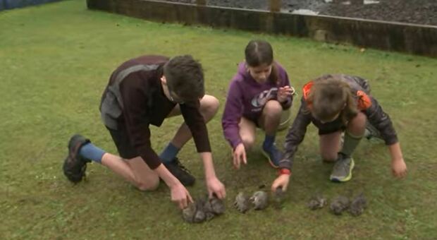 Bambini cacciano topi, la scuola neozelandese bandisce il concorso: in 100 giorni catturati oltre 600 roditori