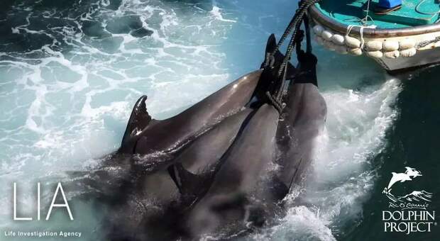 Taiji, è ancora strage di delfini: oltre trenta esemplari trucidati poco fa. Le associazioni: «Un orrore senza fine»