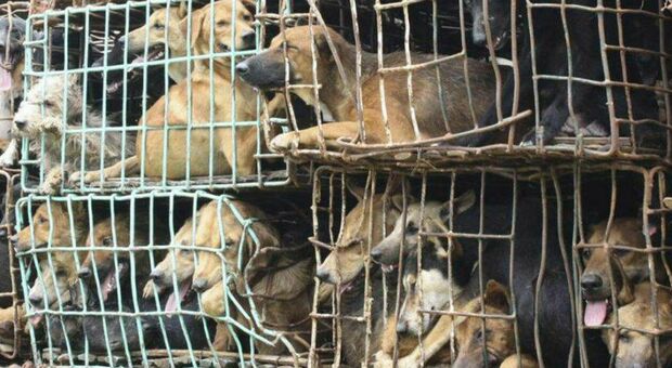 Carne di cane, stop all'allevamento, macellazione e vendita: multa di 23mila euro. Il parlamento approva la legge: «Una rivoluzione culturale»