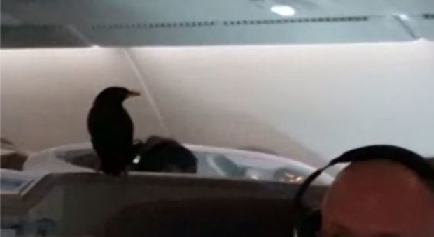 Sul volo per Londra spunta un uccello: viaggio di 14 ore con i passeggeri FOTO