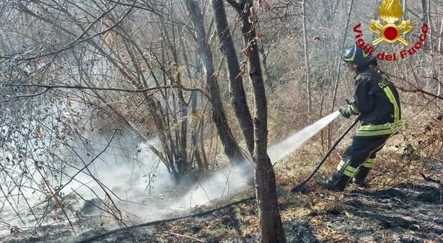Incendio in pedemontana, fiamme nel bosco: al lavoro i Vigili del fuoco