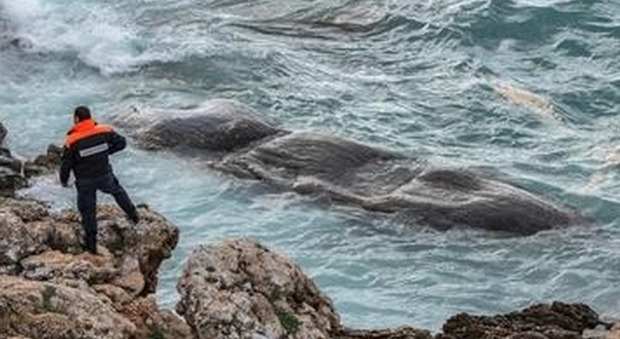 Salento, balena bianca morta nelle acque di Porto Selvaggio