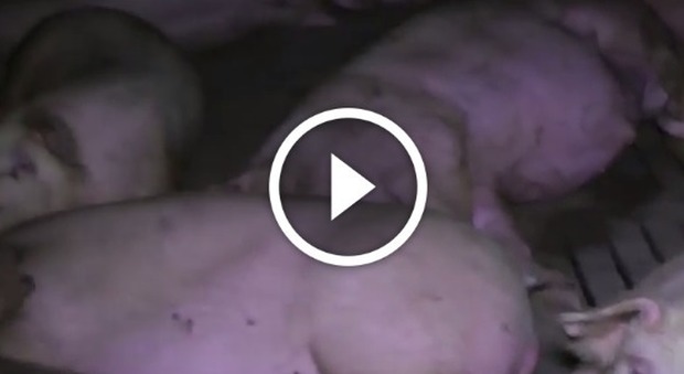 Maiali feriti e malati in mezzo ai topi, la denuncia della Lav in un Video choc