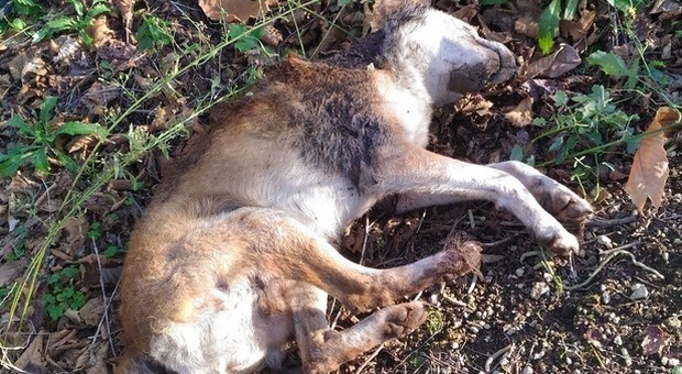 Napoli, strage di cani dopo un dispetto: uccisi con le esche avvelenate
