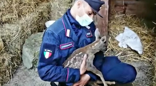 La piccola di capriolo salvata dai carabinieri. (Immag e video pubbl sui social da Carabinieri)