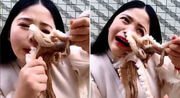 Blogger cinese tenta di mangiare un polpo vivo, ma l’animale l’attacca al volto