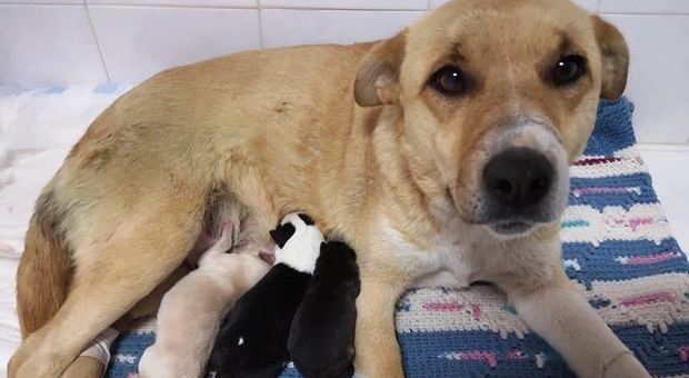 Cagnolina incinta con zampe e muso legati e chiusa in un sacco: salvata, partorisce tre cuccioli