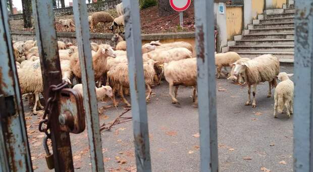 Gregge di pecore in libertà, chiuso nel cortile di una scuola ad Anagni