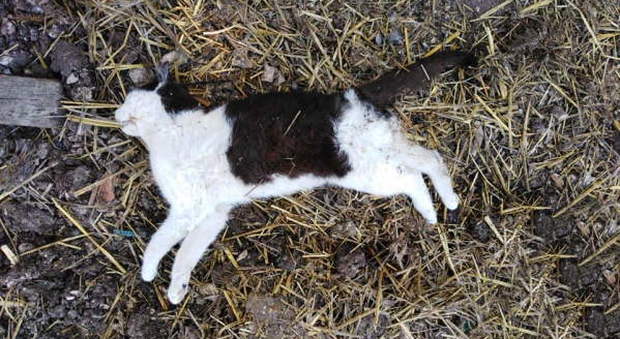 Un gatto morto, foto d'archivio