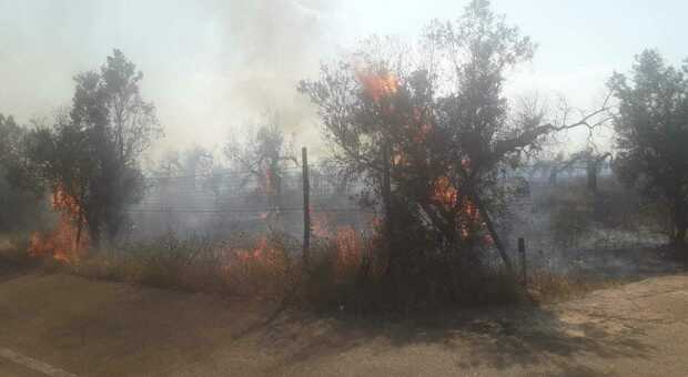Strage di ulivi sulla 101: a fuoco oltre 300 alberi