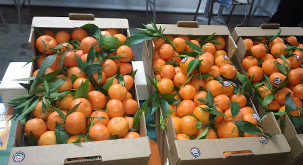 Clementine a prezzi scontati: c'è allarme tra i produttori