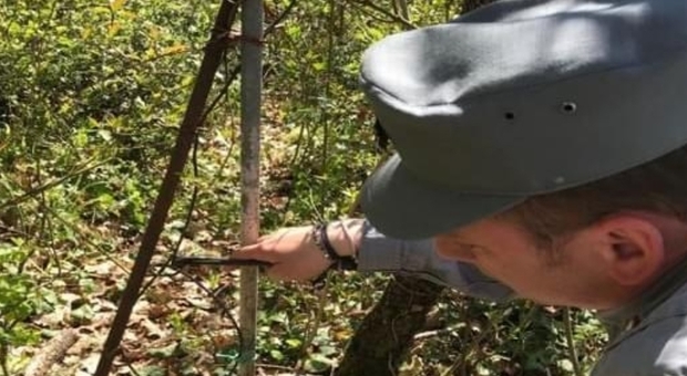 Cappi per uccidere i cinghiali scoperti nei boschi di Atena Lucana
